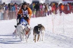 Lenk 2013